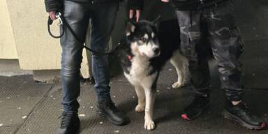 Der gerettete Husky sucht ein neues Zuhause
