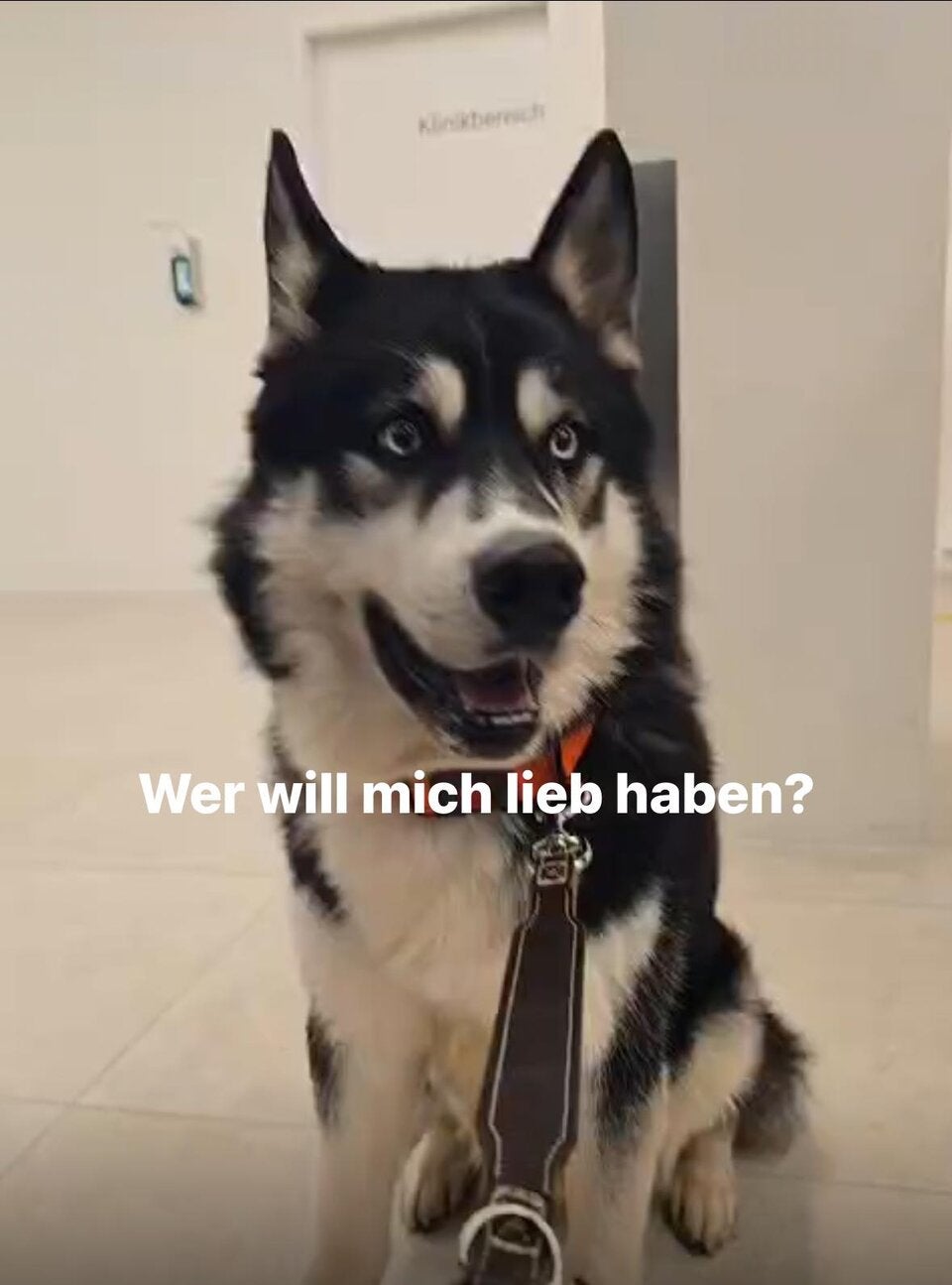 Der gerettete Husky sucht ein neues Zuhause