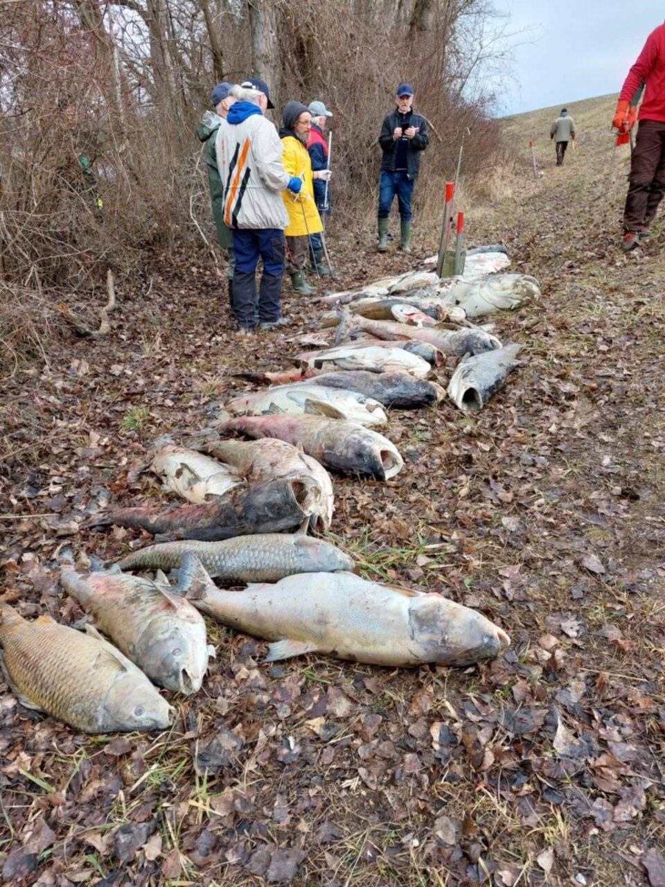 Fischesterben Donau-Auen