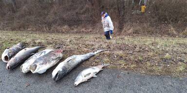 Fischesterben Donau-Auen