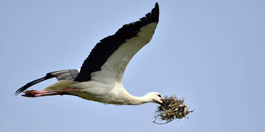 Wei&szlig;storch bringt Flutlicht in Altenmarkt zum Erl&ouml;schen
