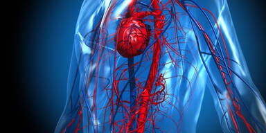 Herzkreislauf