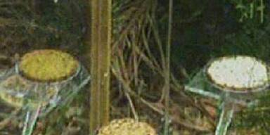 Queen Ingrid und die Känguruh-Hoden