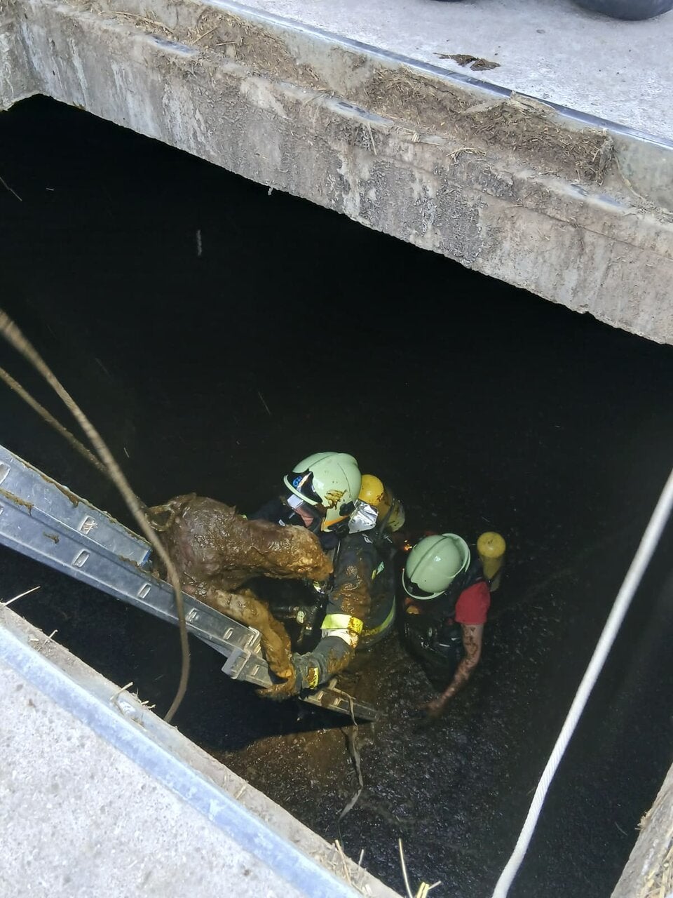 Feuerwehr konnte Kälber aus Güllegrube bergen.