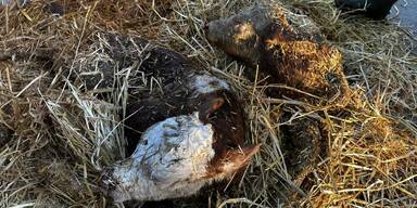 Feuerwehr konnte K&auml;lber aus G&uuml;llegrube bergen.