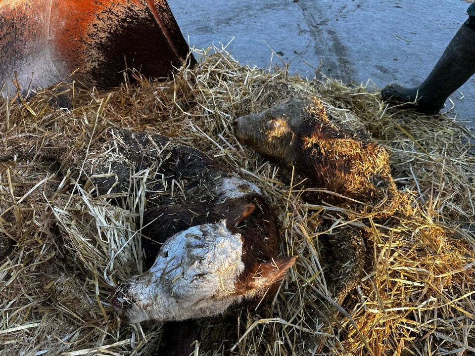 Feuerwehr konnte Kälber aus Güllegrube bergen.