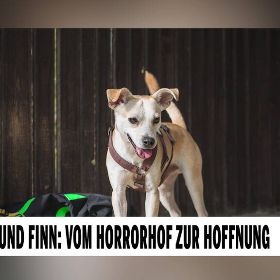 Geretteter Hund Finn: Vom Horrorhof zur Hoffnung