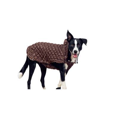 Die schönsten Hunde-Accessoires