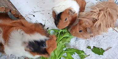 Meerschweinchen verkauft aus Versehen Wien