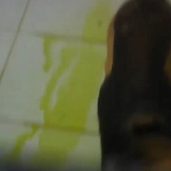 270 Hunde am Weg ins Tierversuchs-Labor