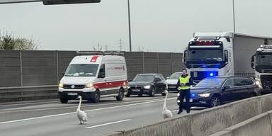 Schw&auml;ne auf S1 Polizei-Einsatz