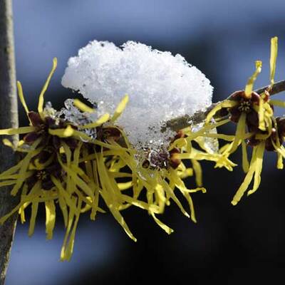Der Winter schlägt zurück