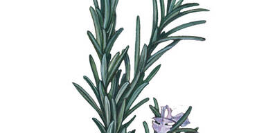 Jünger, schöner & gesünder mit Kräutern