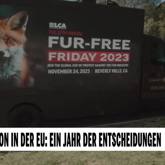 Pelzproduktion in der EU: Ein Jahr der Entscheidungen