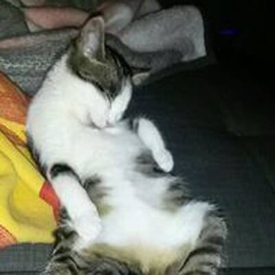 10. Platz: Nelly (7 M.), 1.891 Votes