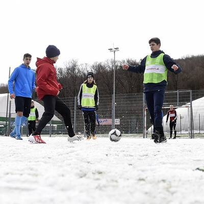 Vogelschar auf der Marswiese