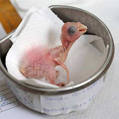 Tierschmuggelring zerschlagen