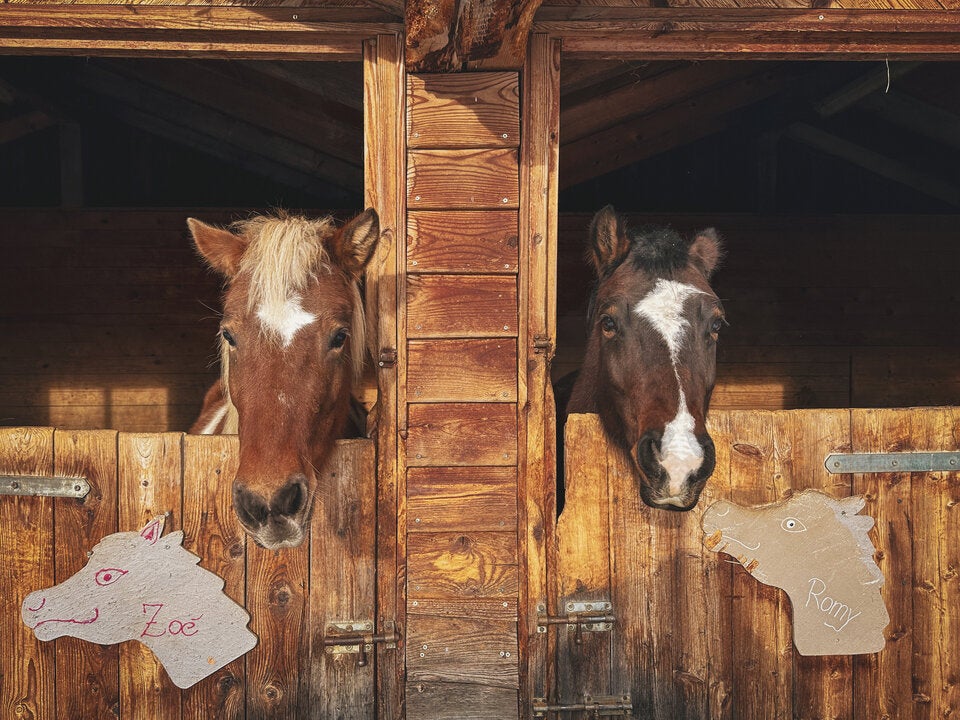 Süße Pferde und Ponys warten darauf, gestreichelt zu werden.