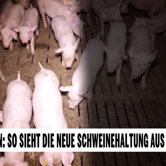 Spaltenboden: So sieht die neue Schweinehaltung aus