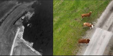 Entlaufene Kälber Drohnen