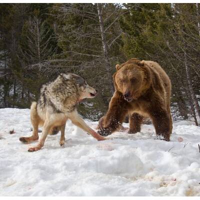 Drei Wölfe gegen einen Grizzly