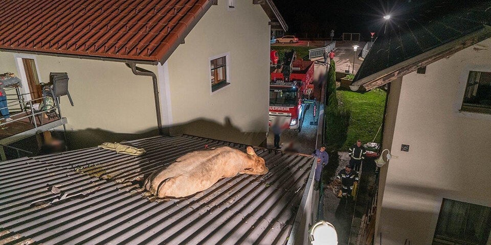 700-Kilo-Kuh bricht auf Dach ein: Feuerwehreinsatz