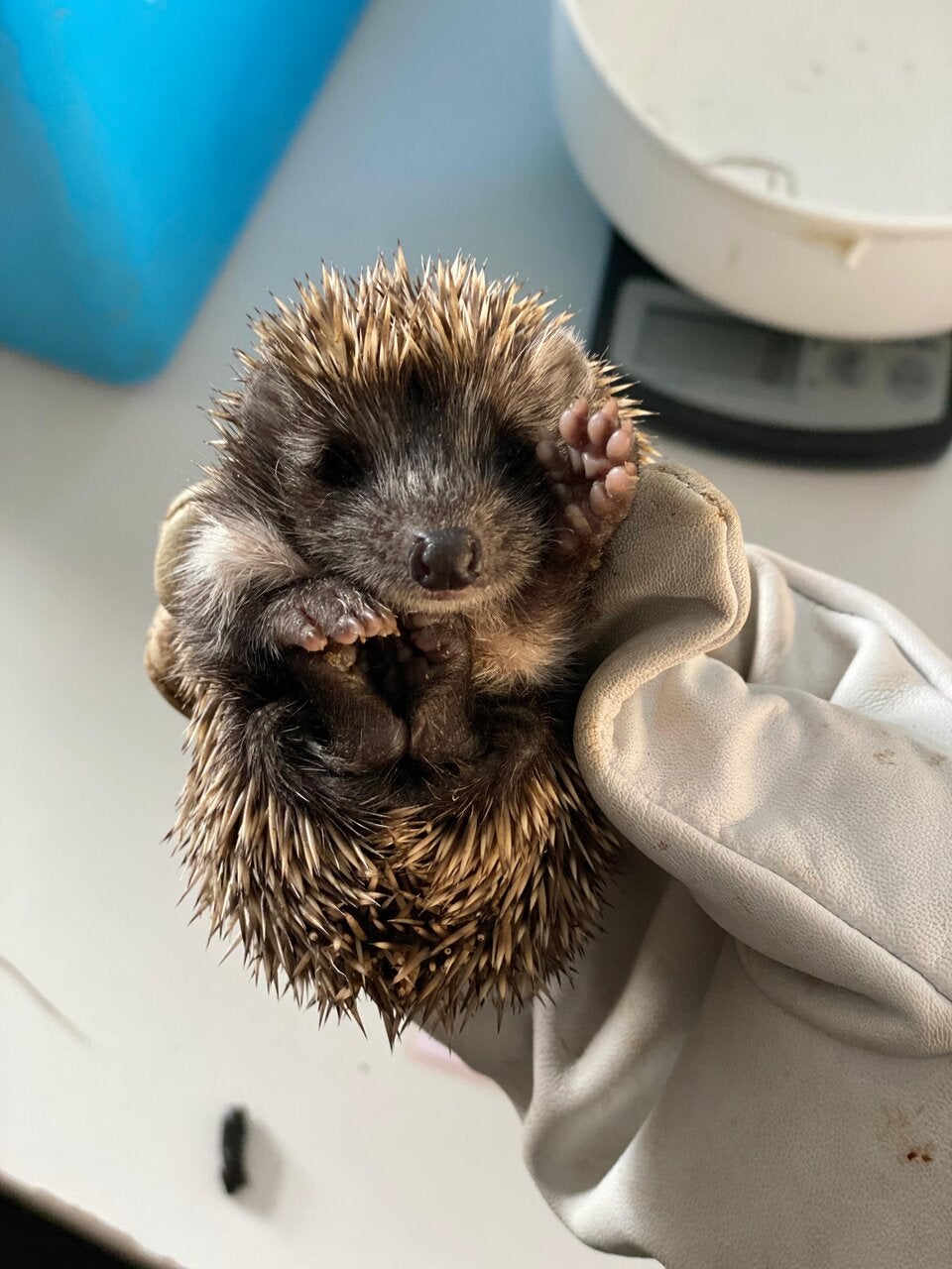 Ein Blick hinter die Kulissen des Wildtierschutzes in der Steiermark