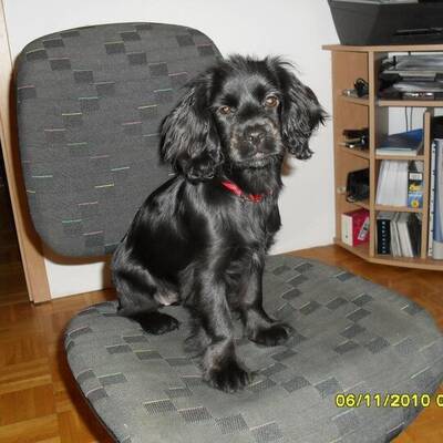 Hundewahl - Lennox, 14 Moante