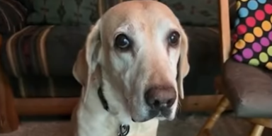 Verschwundener Hund fand dank stinkenden Socken nach Hause