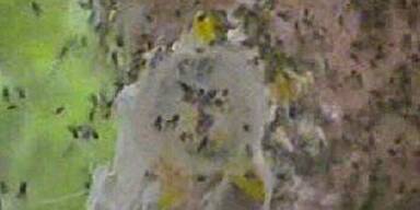 Queen Ingrid und die Känguruh-Hoden