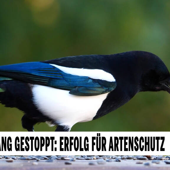 Singvogel-Fang gestoppt: Erfolg für Artenschutz