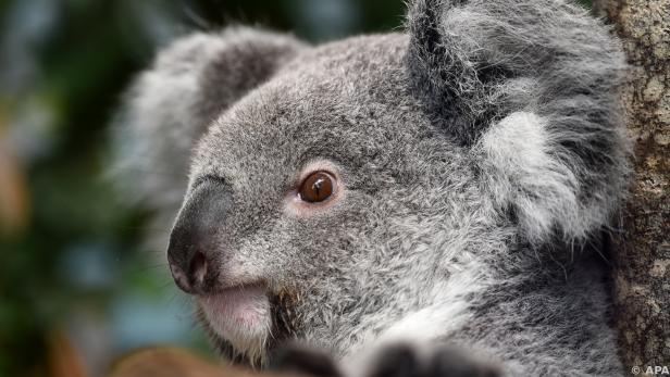 Österreich trauert um Schönbrunner Baby-Koala Aruma