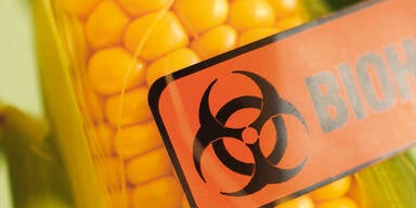 EU will Genmais auf jeden Fall zulassen