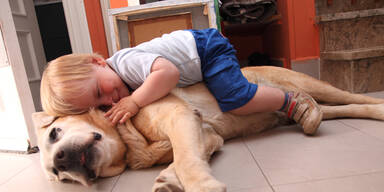Hund