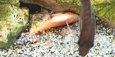 "Verseuchtes Leitungswasser killt meine Aquarienfische"