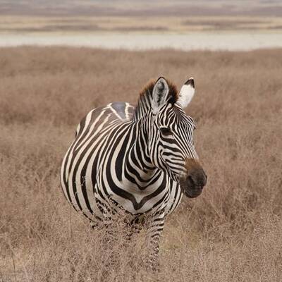Uluru-Kata Tjuta Nationalpark im Nordterritorium/Australien