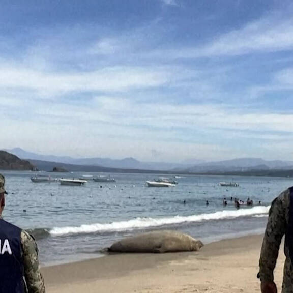 Mexico: Schutz am Strand für Elefantenrobbe 