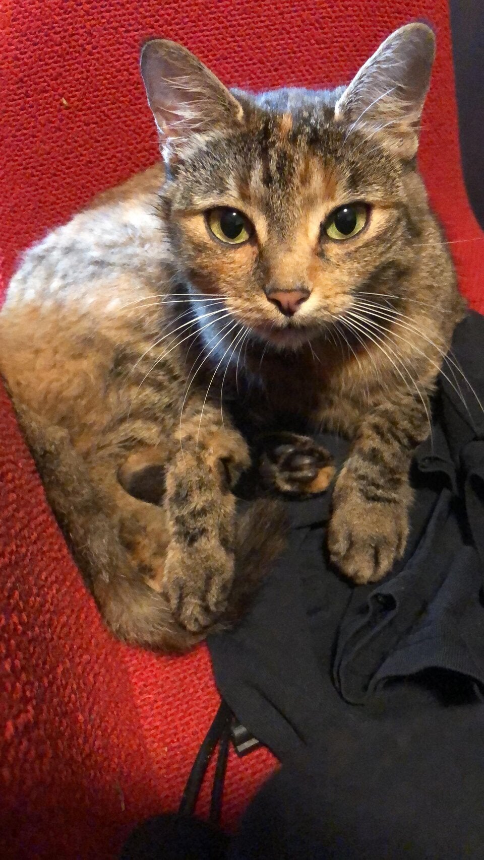 Katze in Kanalrohr Gusental