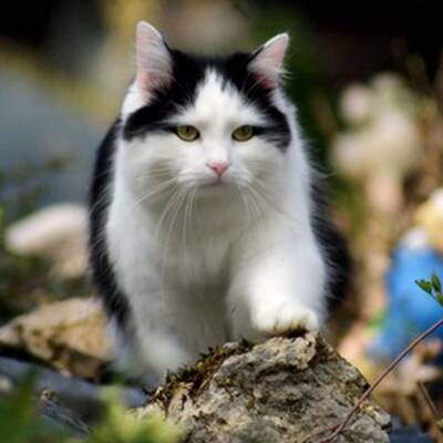 10. Platz: Nelly (7 M.), 1.891 Votes