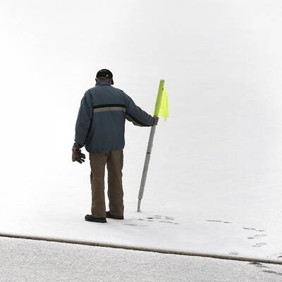 Vogelschar auf der Marswiese