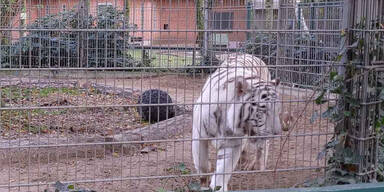 Tiger Tierpark Nadermann in Delbrück
