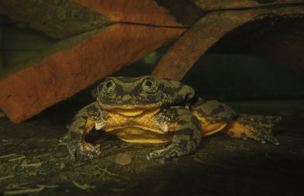 Der einsamste Frosch der Welt hat nun eine Julia