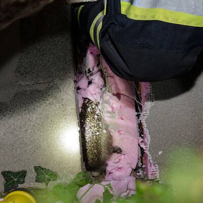 Dieser Igel steckte im Mauerspalt fest