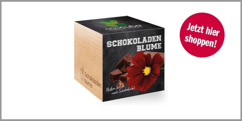Schokoladenblume Ecocube – 8,05 statt 8,66 Euro bei Amazon*