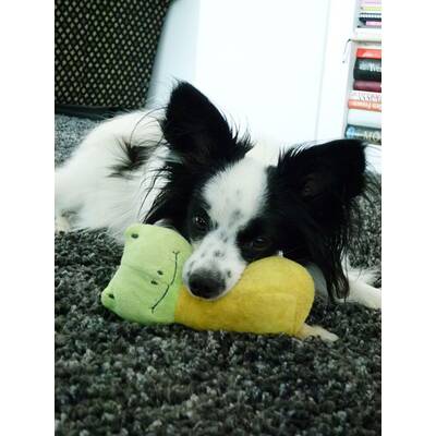 Glööckler, Glanz und Gloria am 21. August 