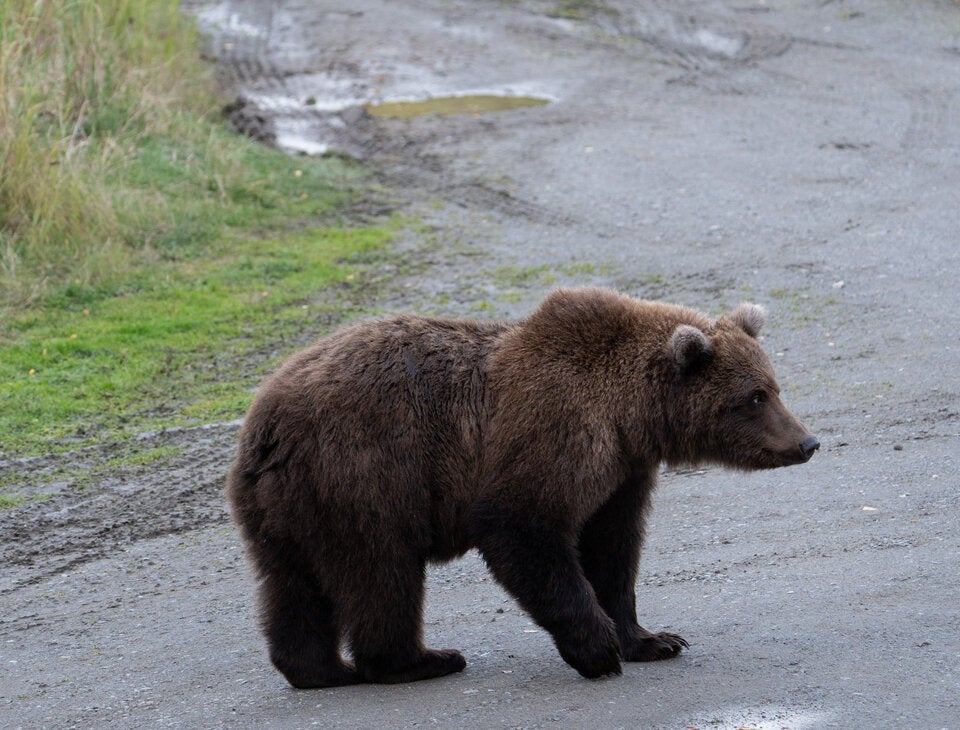DIESES Land sucht jetzt den fettesten Braunbär