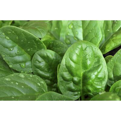 Lebensmittel ohne Kohlenhydrate