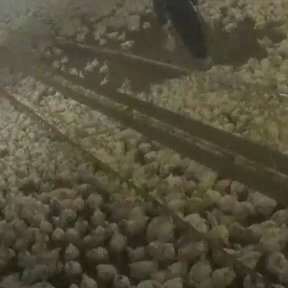 Superbowl auf Kosten unzähliger Tiere