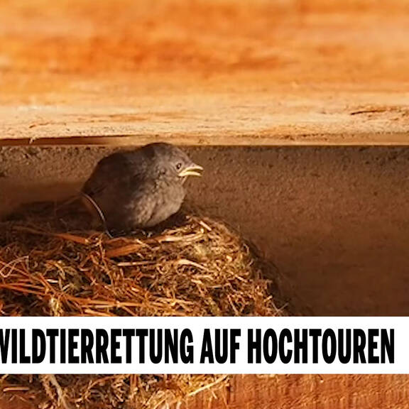 Frühling: Wildtierrettung auf Hochtouren