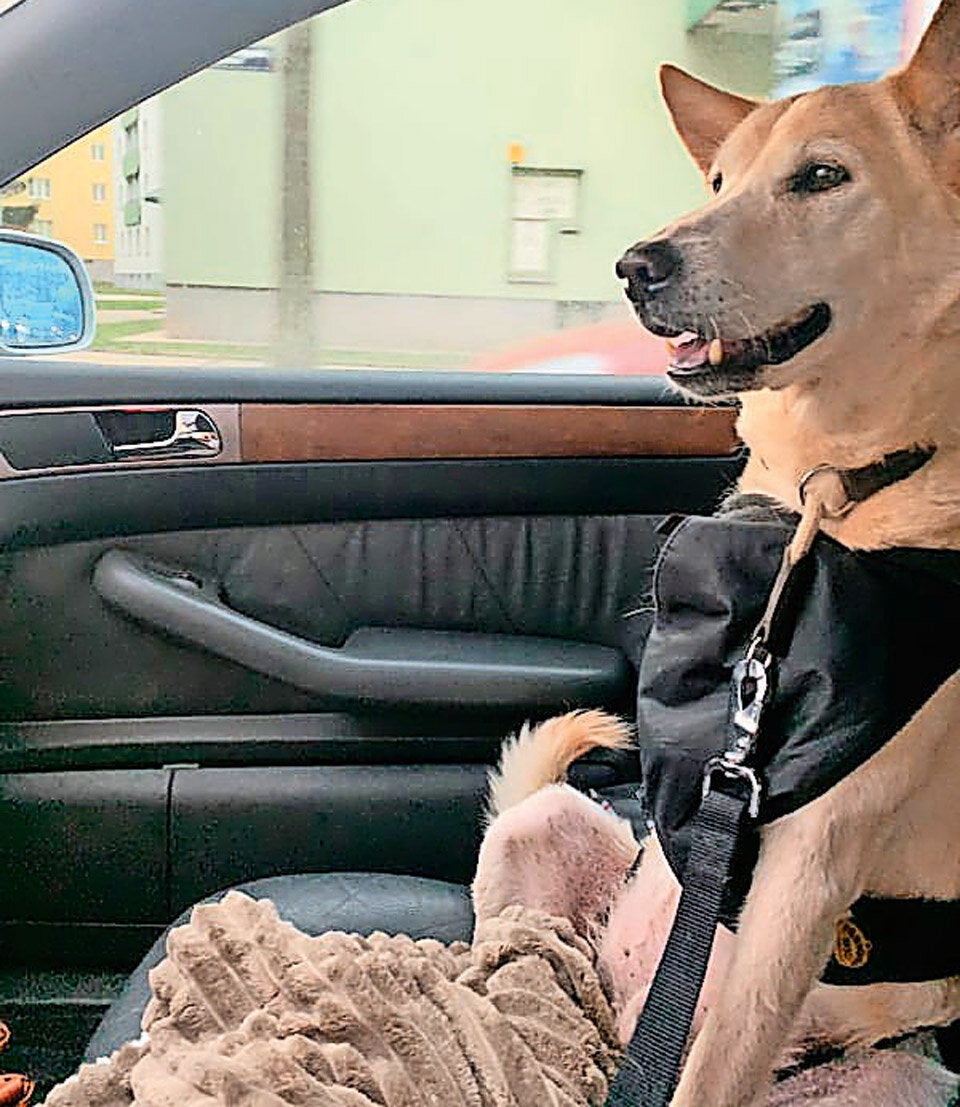 Jumper Hund sucht ein Zuhause